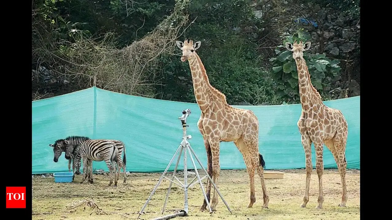 동물원 (검은 갈기 사자, 기린 등)